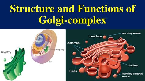 golgi body are similar to what body organ